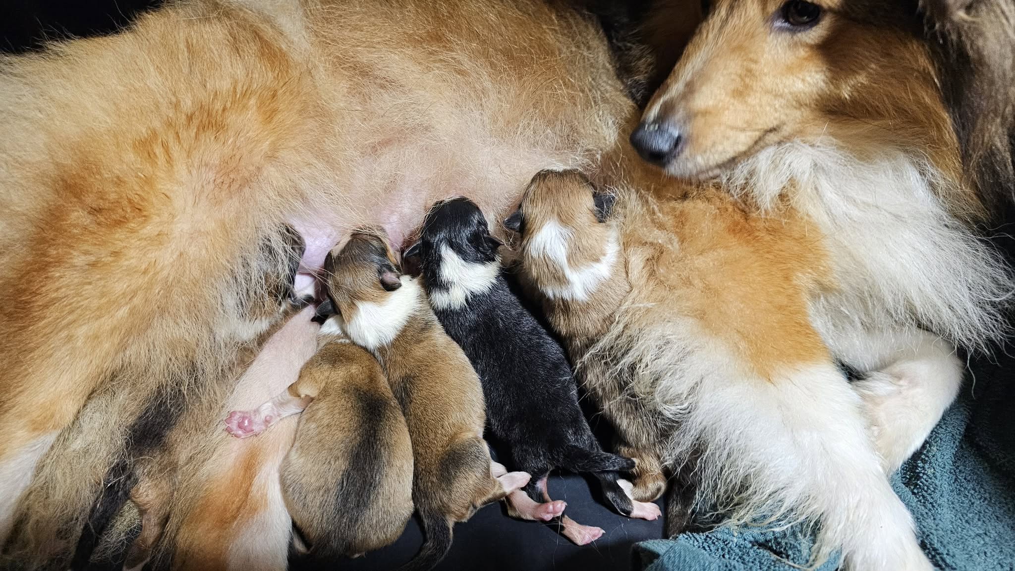 Descendance de UN HUMBLE AMOUR du Domaine des Airaudes Portée de chiots Berger des Shetland nouveau-nés d’Un Humble Amour du Domaine des Airaudes