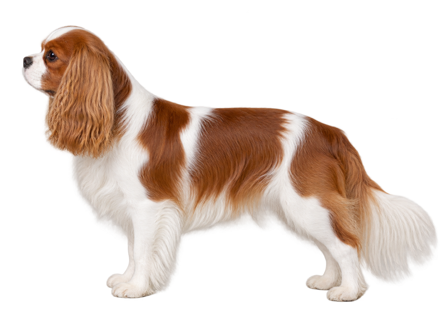 Cavalier King Charles Blenheim adulte présenté de profil