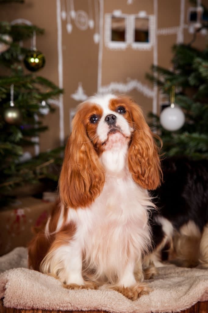 ULTRAVIOLET du Domaine des Airaudes – Cavalier King Charles Ultra Violet du Domaine des Airaudes, femelle Cavalier King Charles Blenheim de l’élevage en Vendée