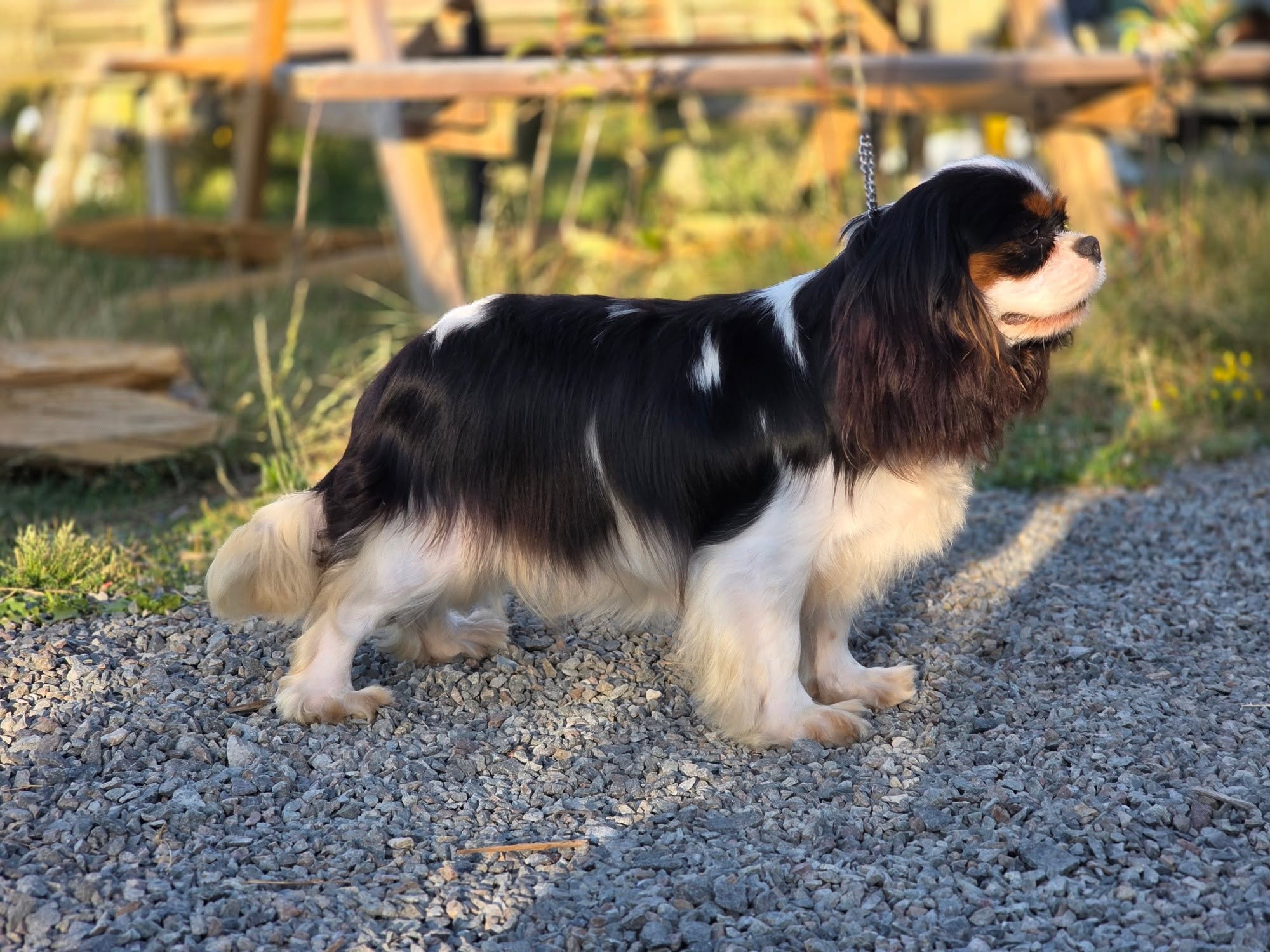 Bisou, Cavalier King Charles tricolore – élevage en Vendée Bisou, Cavalier King Charles tricolore de La Tribu des Airaudes en Vendée