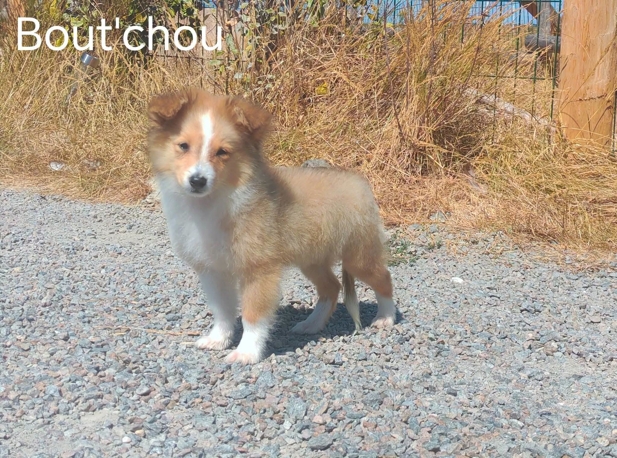 Bout’chou, chiot Berger des Shetland – Domaine des Airaudes Bout’chou, chiot Berger des Shetland sable à Saint-Urbain
