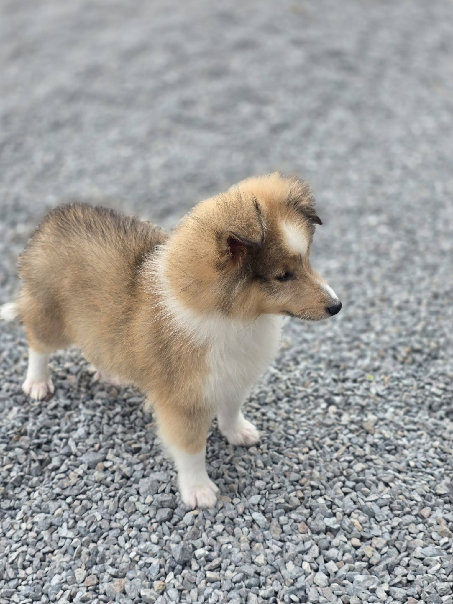 Chiot Berger des Shetland sable – élevage à Saint-Urbain Chiot Berger des Shetland sable de La Tribu des Airaudes