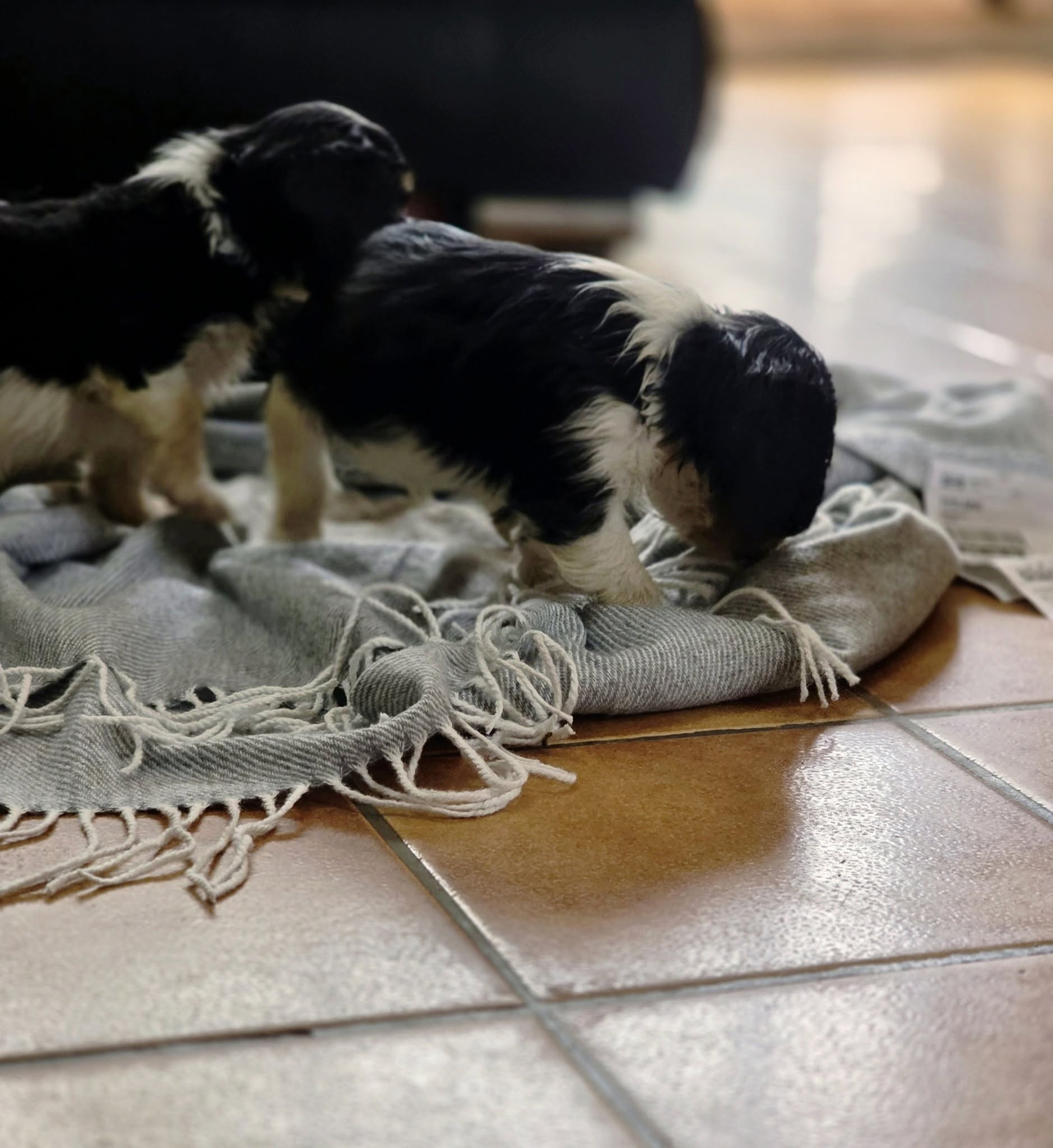 Socialisation des chiots à la maison – élevage en Vendée Jeunes chiots élevés et socialisés dans la maison de La Tribu des Airaudes