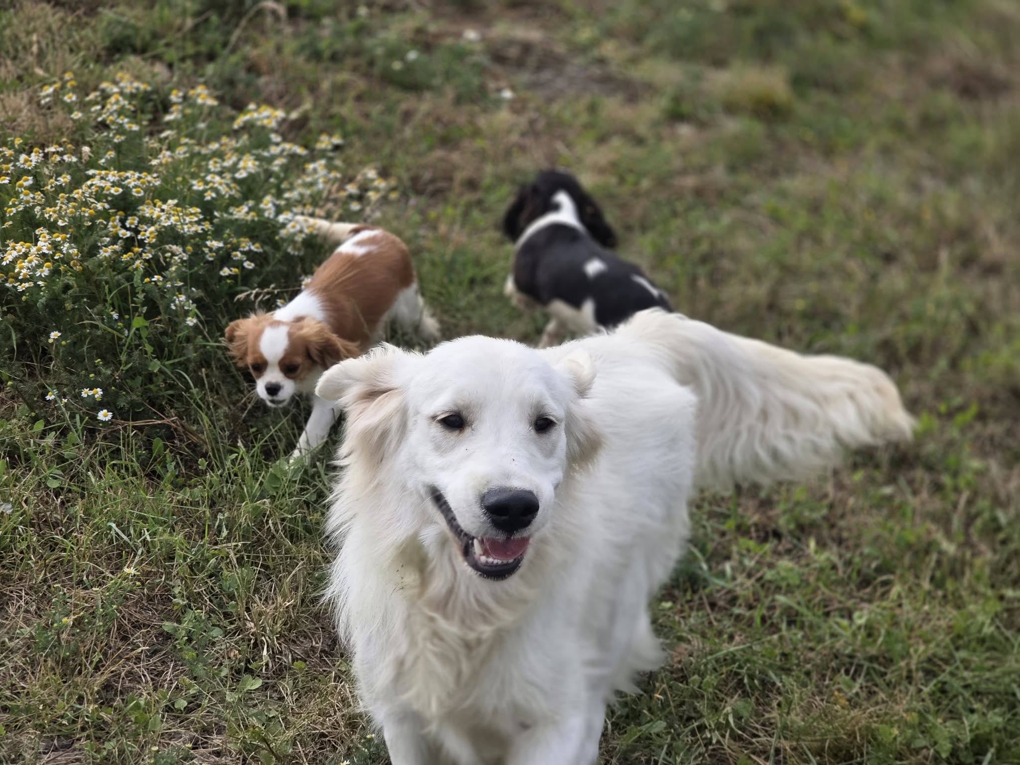 Golden Retriever et Cavaliers King Charles – vie à l’élevage Golden Retriever et Cavaliers King Charles réunis dans la nature à l’élevage