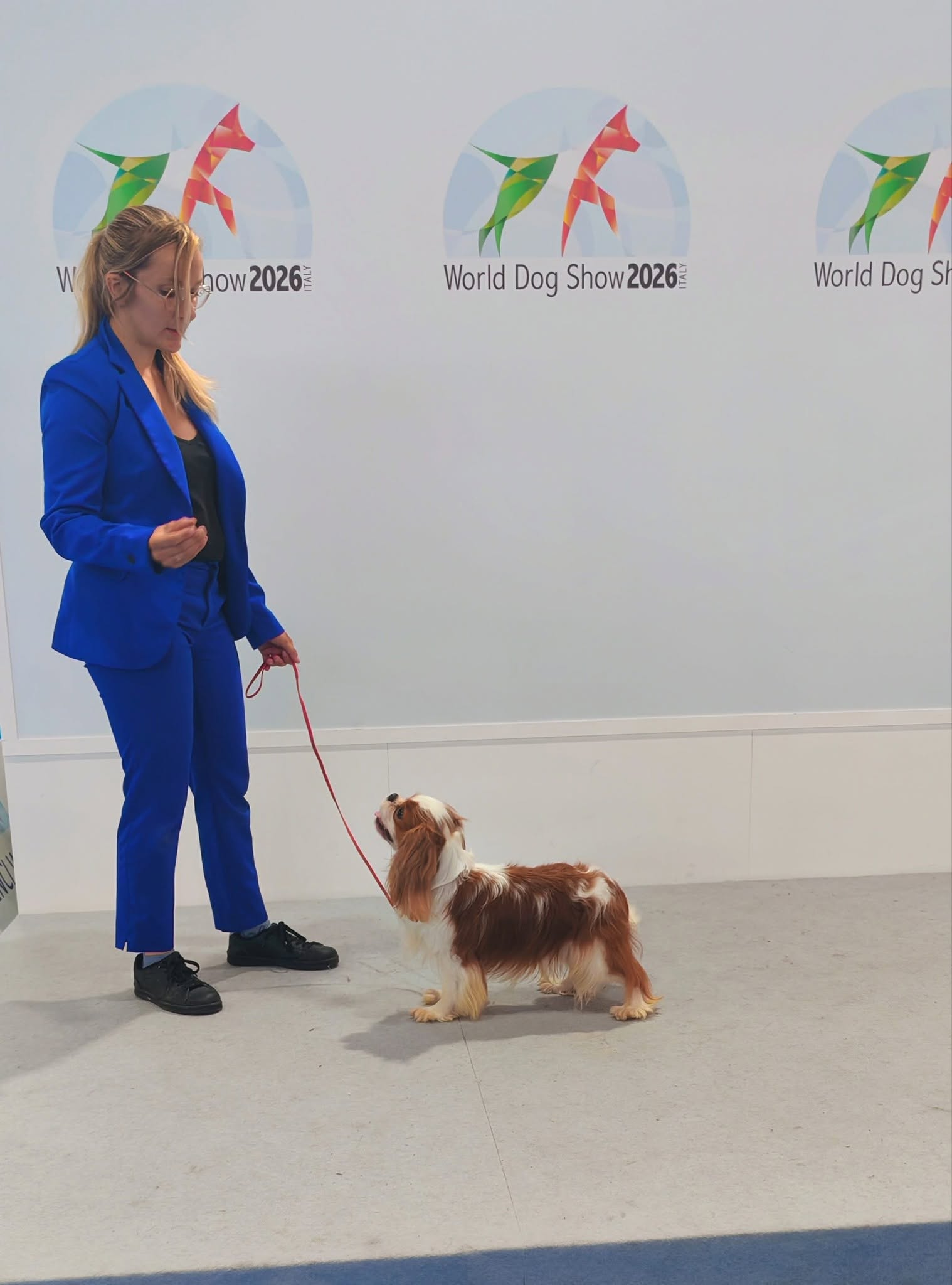 DINGIR-RA IO THE STAR LORD – Cavalier King Charles Dingir-Ra Io The Star Lord, Cavalier King Charles Blenheim