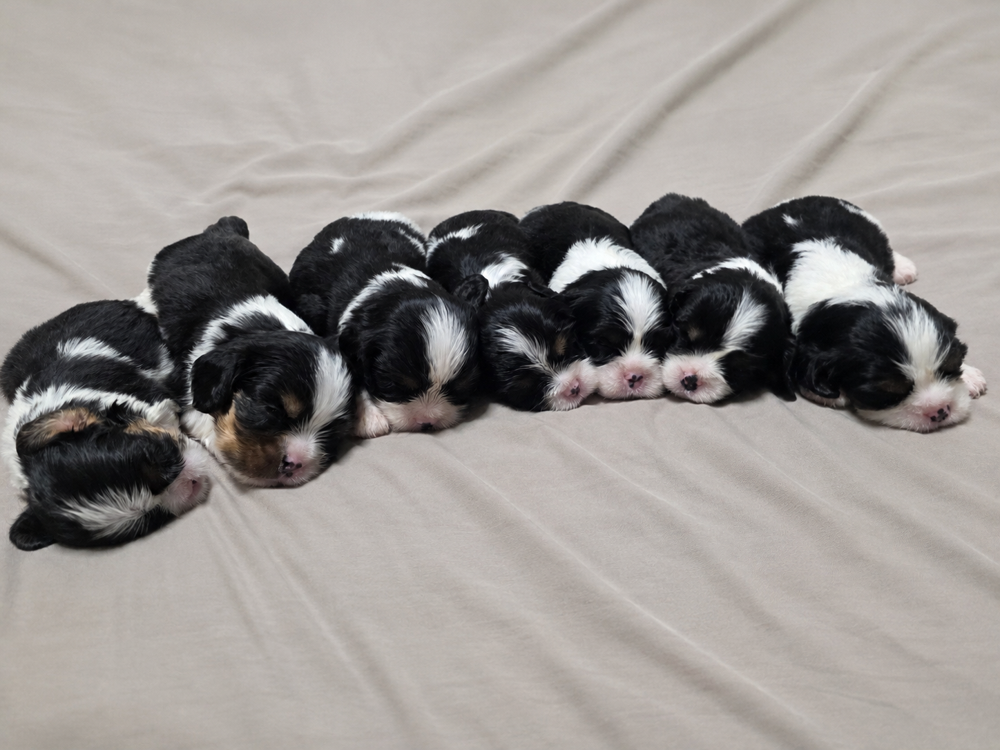 Portée de chiots nouveau-nés de La Tribu des Airaudes